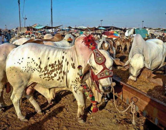 Butchers Released Qurbani Rates for Eid-ul-Adha 2024