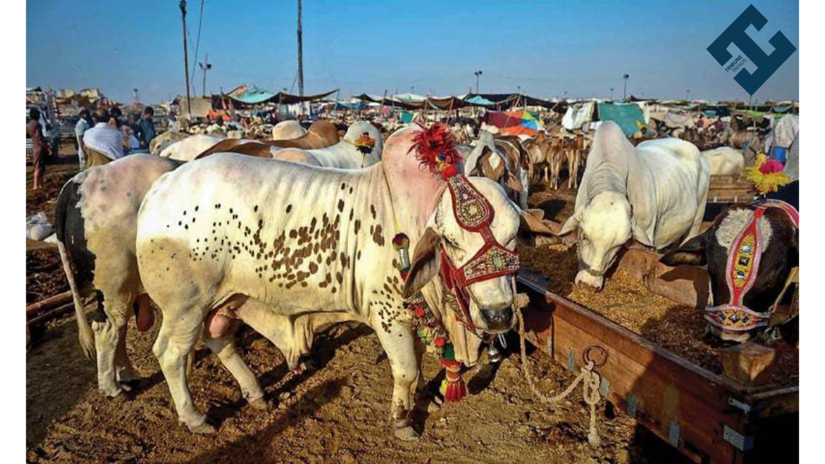 Butchers Released Qurbani Rates for Eid-ul-Adha 2024